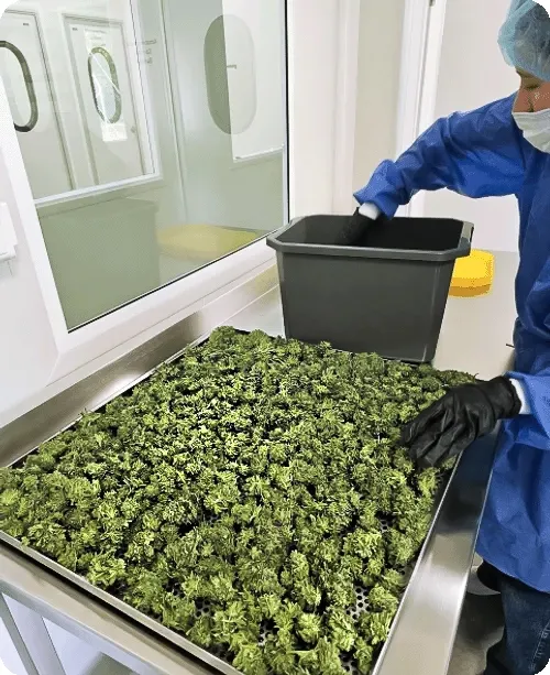 Cannabis post-harvest facility