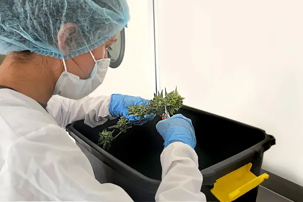 Hand-Trimmed for Perfection